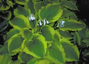 Moderate corrugation and thick substance. Selected as the 2010 Midwest Regional Hosta Society convention plant.