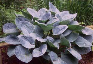 Blue color lasts late into the season. Good for edging or for ground cover. Slug resistant.
