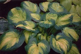 PPAF Size Small (10"ht x 14"w) Parent Holly s Honey selfed One of the most distinctive hostas ever developed.