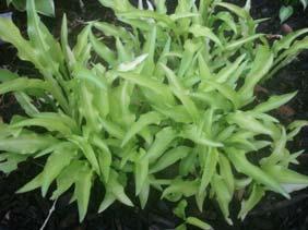 Size Small (10"ht x 25"w) Parent Wogon Gold seedling Very narrow, wiggly yellow leaves.