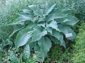 Size Mini (5 ht x 16 w) Parent Pineapple Upsidedown Cake' x unknown Highly ruffled narrow leaves emerge yellow and then