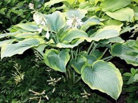 Large heart-shaped blue-green leaves have a wide creamy-white border. Near white flowers top the clump in early summer.