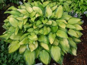 Moon Gold heart-shaped leaves add welcome color contrast amongst blue hostas.