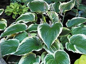 The heart-shaped foliage is green with a chartreuse to gold margin. Many bell-shaped purple flowers in mid-summer. Can rebloom.