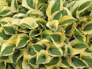 It features heavily rippled, wavy dark green leaves. The lanced-shaped leaves are lightly folded and twisted.
