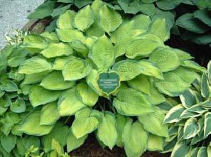 Bright gold heart-shaped leaves bordered with a wide deep green margin.