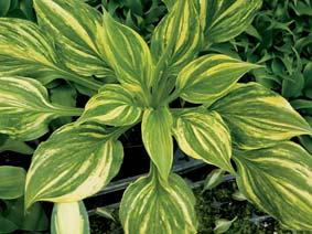 Size Small (14 ht x 32 w) Parent sieboldii seedling Wavy, pale yellow to chartreuse, lance-like leaves with thin dark