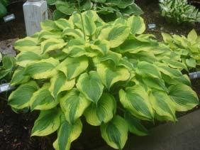 Foliage Color Streaked Size Small (10 ht x 22 w) Parent longipes seedling From Japan, unusually streaked and mottled