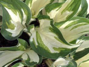 Near white flowers in early summer. An excellent specimen plant and a cornerstone of every hosta collection. Slug resistant.
