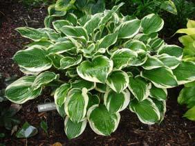 A wonderful hosta by one of America s leading hosta experts.