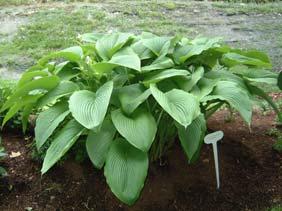 Size Large (27 ht x 68 w) Parent montana seedling Arching wedge-shaped green leaves with irregular margins of yellow which turn to cream