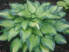 Size Med (18 ht x 45 w) Parent sport of Patriot Interesting and unusual multi-colored hosta.