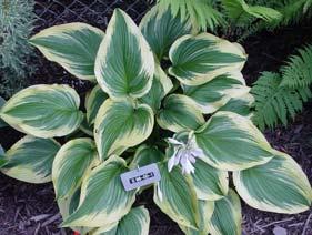 Blue A spectacular hosta with gold heart-shaped leaves bordered by a dark blue-green margin.