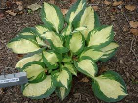 petioles and great substance set this one apart from the other purple-petioled hostas.