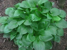 Good substance. Pale purple flowers in mid-summer. Rapid growth rate. A classy hosta.