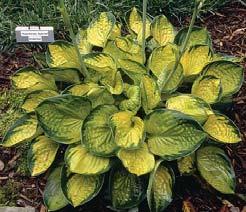 Size Small (10 ht x 25 w) Parent sport of Maui Buttercups Gold leaves are margined with a nice dark green margin.