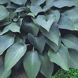 Vigorous. Size Med (15 ht x 36 w) Parent Francee x unknown Forms an attractive mound of dark green foliage highlighted with a creamy white center.