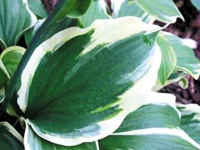 Size Med (18 ht x 62 w) Parent Dorothy Benedict x montana Broad dark green leaves with a slightly rippled creamy-white margin.