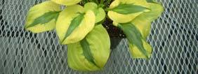 wavy green leaves with a thin yellow to creamy white margin makes this a distinctive small hosta.