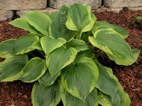 A unique specimen plant with thick substance that brightens the shady garden. Slug resistant. 2004 Hosta of the Year.