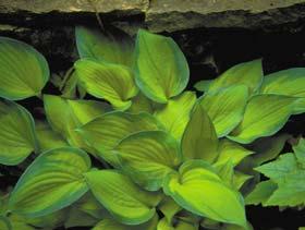 Size Large (24 ht x 40 w) Parent sport of sieboldiana Elegans Leaves are heavily corrugated with wide blue-green
