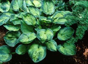 Forms a small, dense mound of rich, intensely blue foliage. The foliage is wavy with good substance.