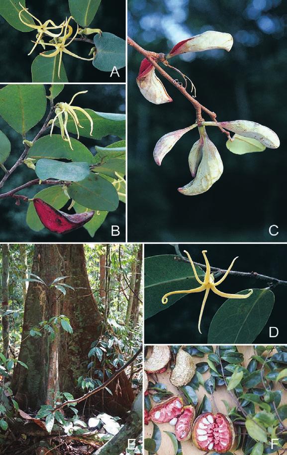 Xylopia in Southeast Asia 377 Fig. 3. A D: Xylopia platycarpa D.M.Johnson & N.A.Murray. A. Two open flowers and a single bud. B. Open flowers and a single dehisced monocarp. C.