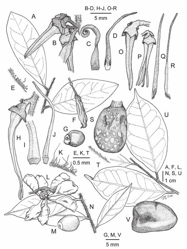 378 Gard. Bull. Singapore 67(2) 2015 Fig. 4. A G. Xylopia platycarpa D.M.Johnson & N.A.Murray. A. Habit. B. Inflorescence. C. Outer petal, adaxial view. D. Inner petal, adaxial view. E.