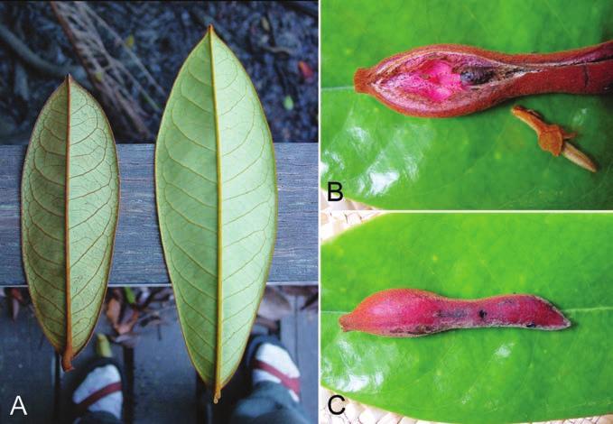364 Gard. Bull. Singapore 67(2) 2015 Fig. 1. Xylopia erythrodactyla D.M.Johnson & N.A.Murray. A. Two leaves, abaxial view. B. Flower bud and abaxial view of monocarp, the latter showing beginning dehiscence with single seed visible.