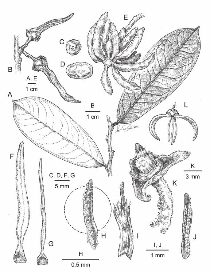 Xylopia in Southeast Asia 365 Fig. 2. Xylopia erythrodactyla D.M.Johnson & N.A.Murray. A. Habit. B. Inflorescence with flower buds, side view. C. Seed, view of micropylar end. D. Seed, side view. E.