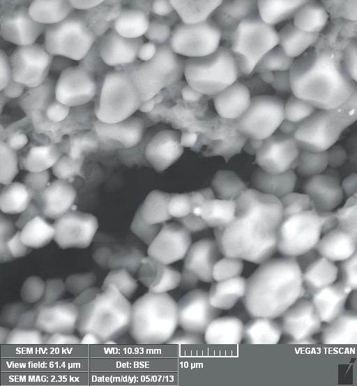 Buckwheat starch granules are polygonal and have smaller diameters than wheat starch granules.