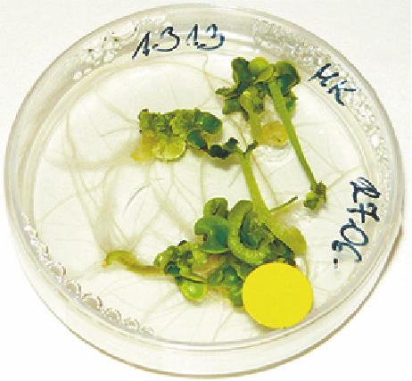 Jet Neuf: A) Fully matured embryos on MS medium; B) Regenerated seedlings on MSk medium; C) Regenerated plant on rooting 3 medium; D) Regenerated plant just before being transferred to soil; E)