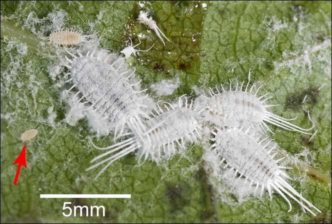 Mealybugs: insect vectors of virus 2