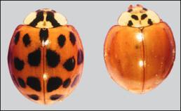 Masking: 10 MALB (multi-colored Asian ladybeetles) added to 1L of juice Aroma Intensity Control Wine