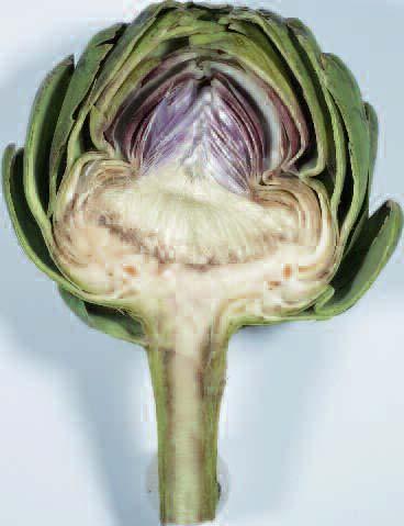 breaker Long tradition And yet this vegetable already has a long tradition As long ago as the year 500 BC, the artichoke was regarded by Egyptians and Romans as a precious delicacy of the privileged