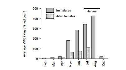 Figure 3. Seasonal abundance of immature (excluding crawlers) and adult vine mealybugs in the San Joaquin Valley. Data from raisin vineyard near Del Rey, California, 2001 (Daane et al. 2003).