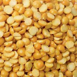 Yellow Split Peas were domesticated before 6,000 B.C. in the ancient Near East. These little yellow peas are husked and split in half.