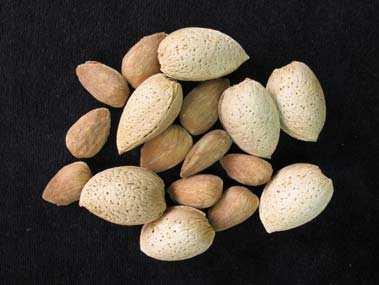 The four cultivars were bagged before flowering to check their ability to produce almonds in absence of bees, and the fruit sets were very high.