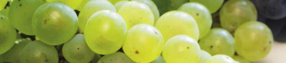 WITH ROTTEN GRAPES white WINEMAKING targets what to do?