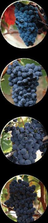 Viognier. RED GRAPES Tejo s native red grapes produce wines that are rich and flavorful, yet highly approachable.