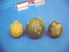 Citrus scab Citrus scab is a common problem all over the world, wherever conditions are suitable. The optimum temperature for germination is in the range 21-27 o C.