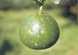 Usually, this is the cell of a citrus plant, but it may be able to multiply inside the body of an aphid or some other vector.