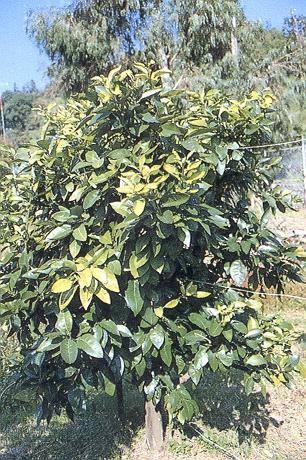 Citrus tristeza virus Citrus tristeza virus (CTV) seems have originated in China many years ago.