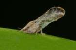 Asian Citrus Psyllid Egg to adult in two weeks at 75-80ºF