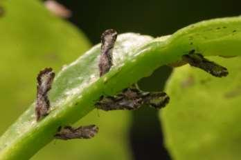 Asian Citrus Psyllid Psyllids fly or are carried by the wind to new plants
