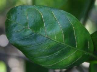 Leaf Symptoms Blotchy mottle