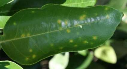 Leaf symptoms Early symptoms appear as slightly