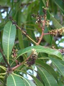 Since then it has been found in all mango growing tracts of the country. : The fungus produces leaf spots, blossom blight, wither tip, twigs blight and fruit rot.