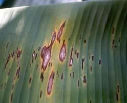 LECTURE 4 DISEASES OF BANANA 1) Yellow Sigatoka leaf spot - Mycosphaerella musicola (I.