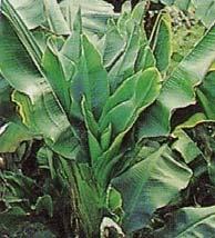 from Fiji in 1889 in Cavendish varieties Around 1940, introduced into India from Srilanka through cyclone Banana bunchy top virus is a ss DNA virus with single isometric particles Prominent dark